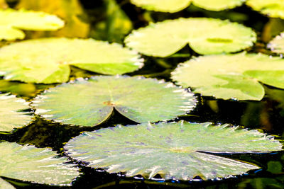 Close-up of leaves in pond
