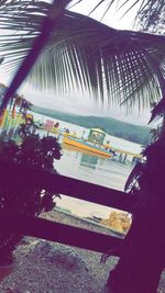 Close-up of tree trunk