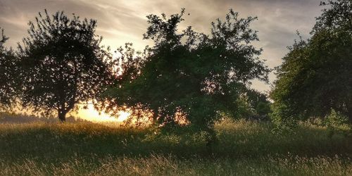 Trees on field against sky during sunset