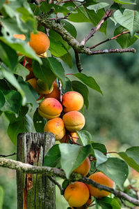 Close-up of fruits on tree