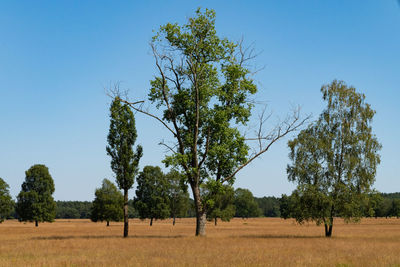 Trees on field against clear blue sky