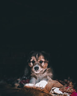 Close-up of dog against black background