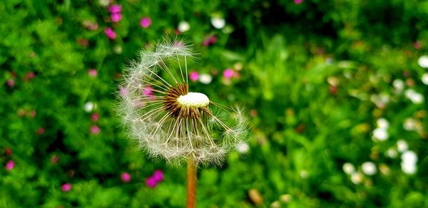 Close-up of dandelion flower on field