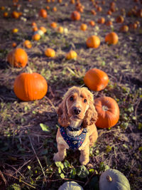 View of a pumpkins on field with dog