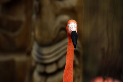 Close-up of a bird