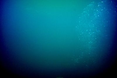 Close-up of jellyfish swimming in sea