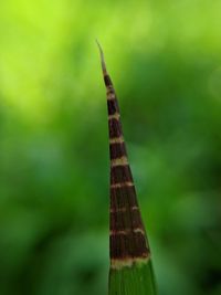 Close-up of a lizard