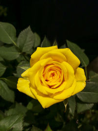 Close-up of yellow rose blooming outdoors
