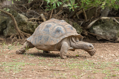 Side view of a turtle on field