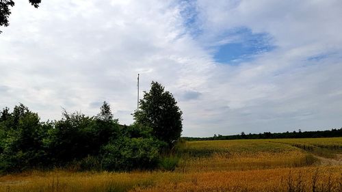 Trees on field against sky