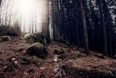 Trees in forest against sky