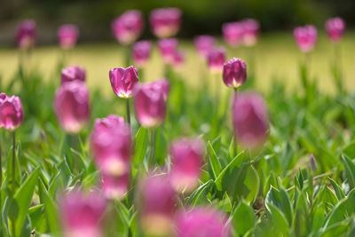 Close-up of pink flowers blooming on field