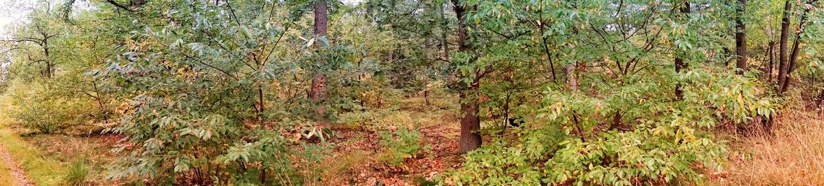 View of trees in forest