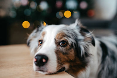  australian shepherd rested its head on the table.  sad dog eyes. puppy begs for food