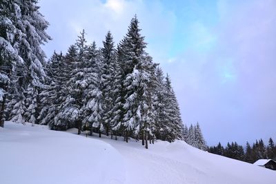 Snow covered pine trees against sky