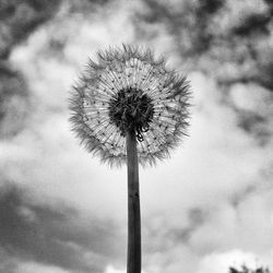 Low angle view of dandelion against sky