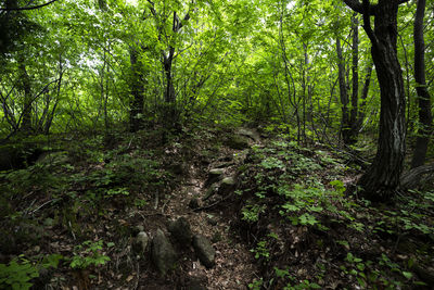 View of trees in forest