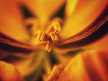 Close-up of yellow flowering plant