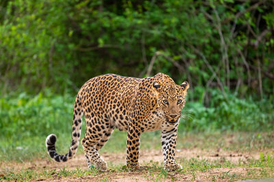 Tiger walking on a land