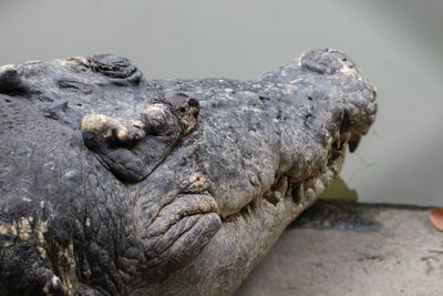 Close up of a head crocodile