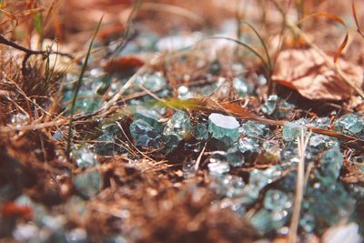 Close-up of dried plant on field