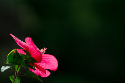 Close-up of pink flower