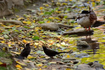 Birds perching on a lake