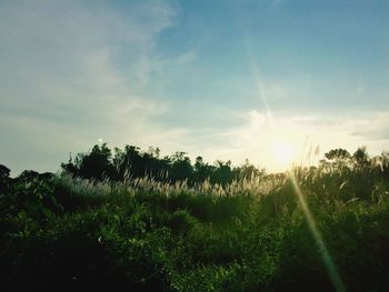 Scenic view of grassy field against sky