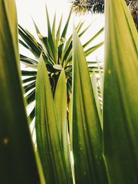 Close-up of palm leaf