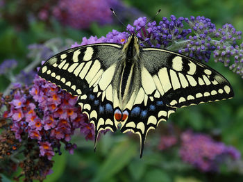 Close-up of butterfly pollinating on purple flower