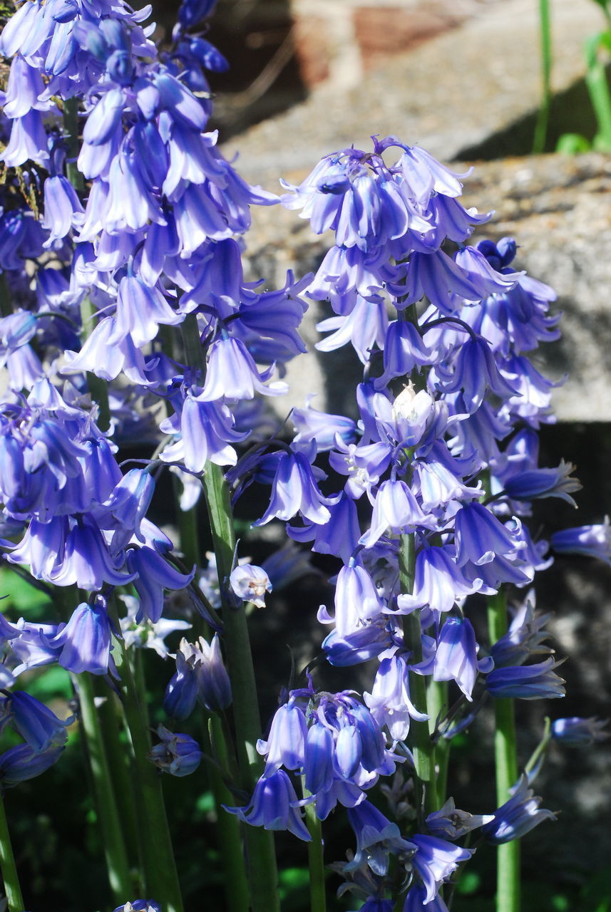 CLOSE UP OF PURPLE FLOWERING PLANTS