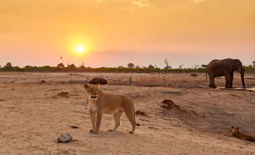 Lioness in front of an elephant and hippo