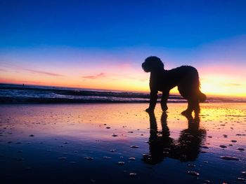 Silhouette man on beach against sky during sunset