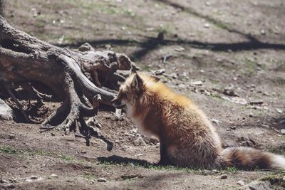 Lizard sitting on field