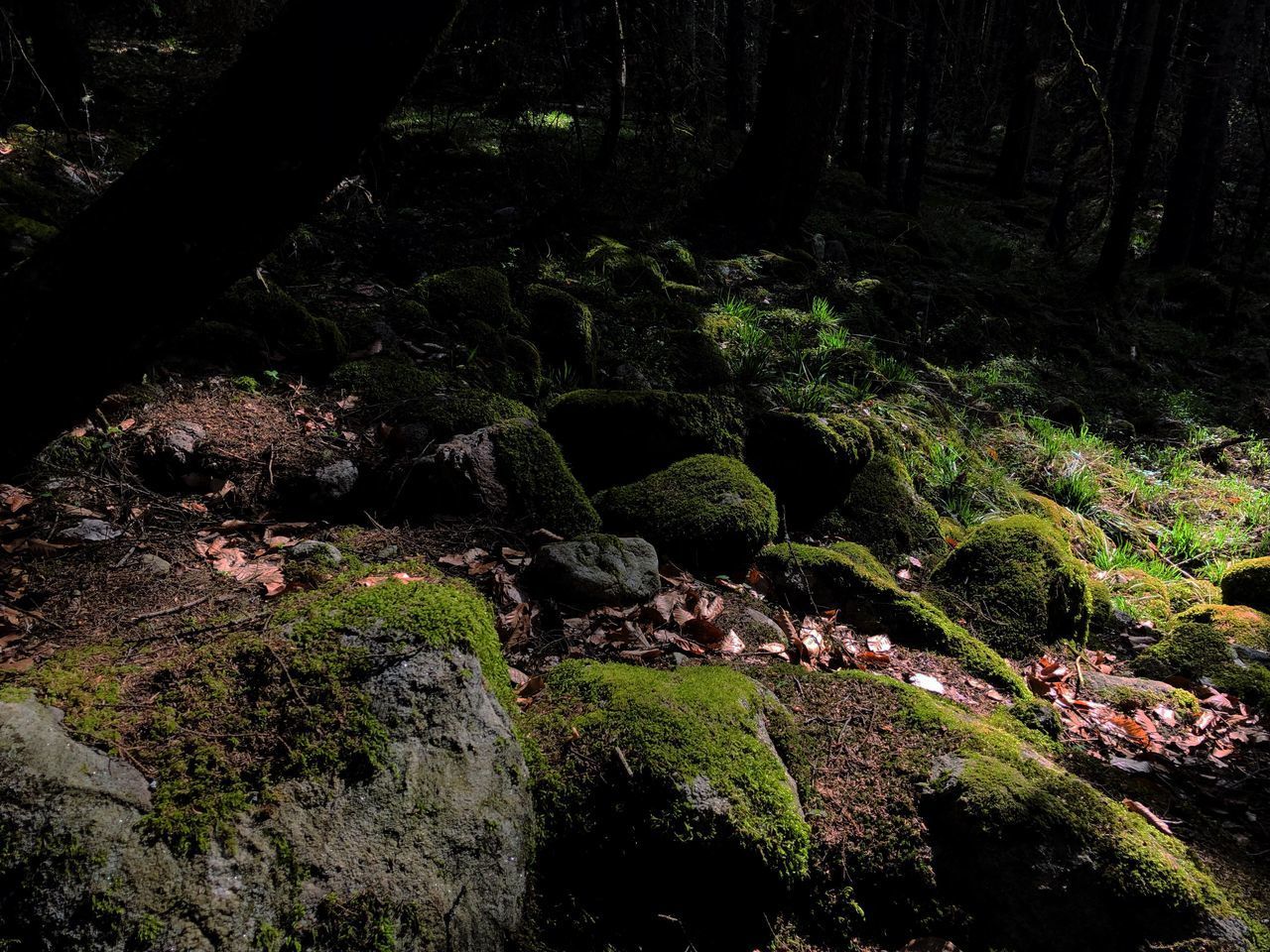 MOSS GROWING ON ROCKS