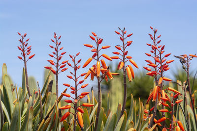 Close-up of plants growing on field against sky