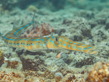 Fistularia tabacaria, the cornetfish