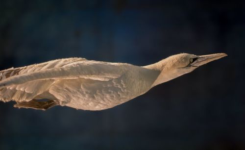 Close-up of bird flying