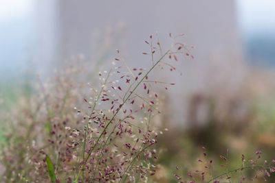 Close-up of flowers against blurred background