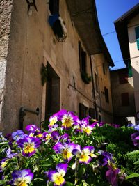 Low angle view of flowers blooming on window