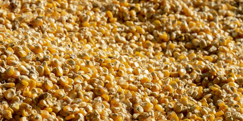 Full frame shot of corn