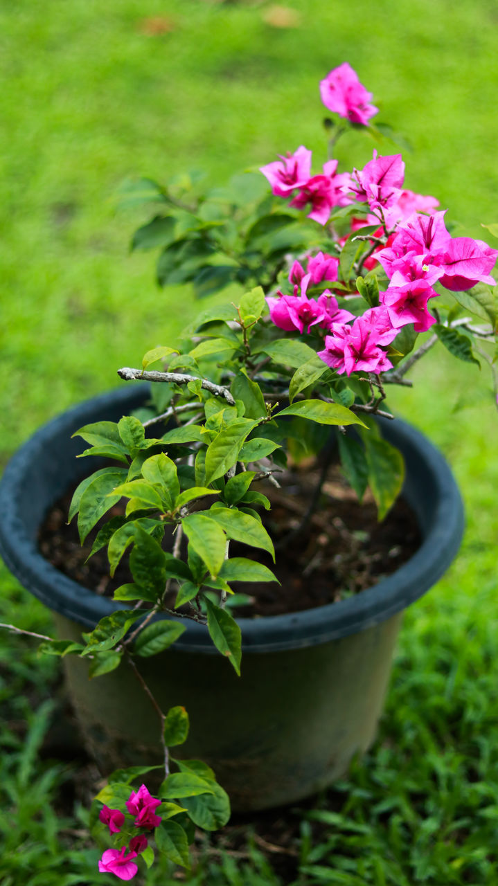 CLOSE-UP OF PINK FLOWER PLANT