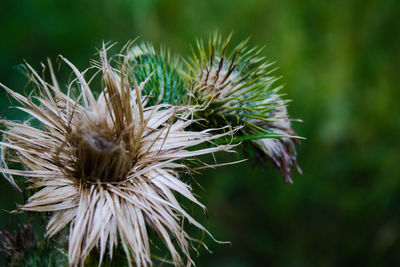 Close-up of thistle flower and buds