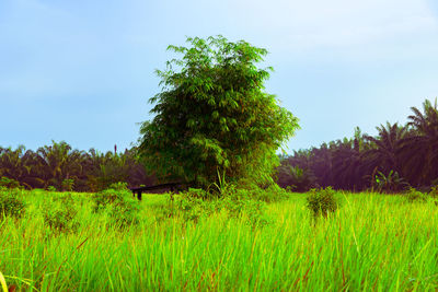 Trees on landscape against sky