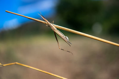 Close-up of insect on leaf