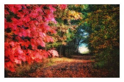 View of autumnal trees in the forest
