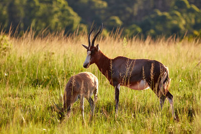 Blesbok in milwane national park in swaziland