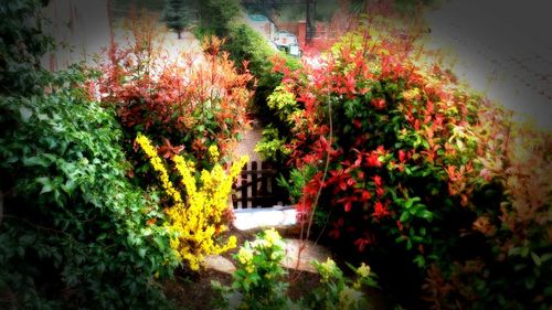 View of flowering plants in garden