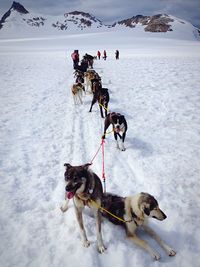 Dogs in snow