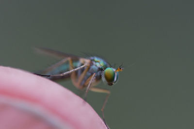 Close-up of insect on finger